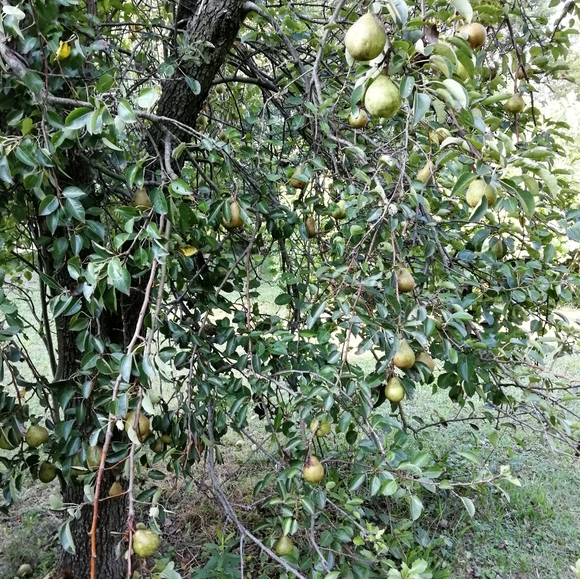 One of a Pair of PEAR Trees in our Orchard 2020 - Picture 1 of 1